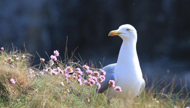 Oiseaux et plantes de la pointe des Minimes